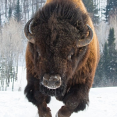 tatanka