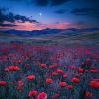 CocoLeCoquelicot