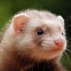 Furet