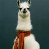 Lama